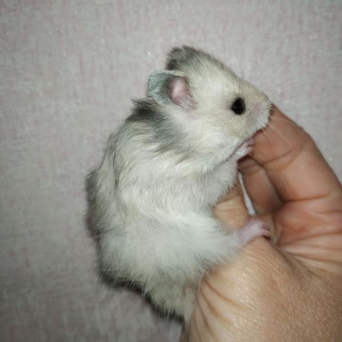 хомяки рыжие белые серые королевский крупный добрый хомяк в Харькове