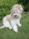 Yorkshire terrier white ocean pearl samiec