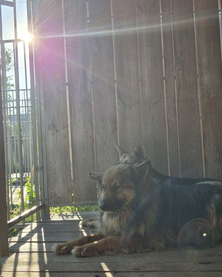 Kira i Koko szukają nowego domu