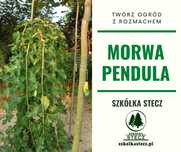 Morwa "Pendula" - parasol z morwy -  szczepiona na wysokości 2m