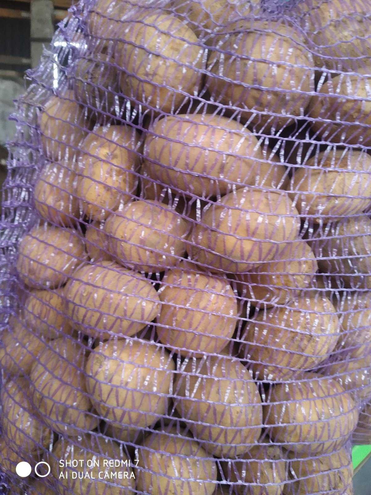 Продам товарный картофель, сорт Бельмондо и Лабелла