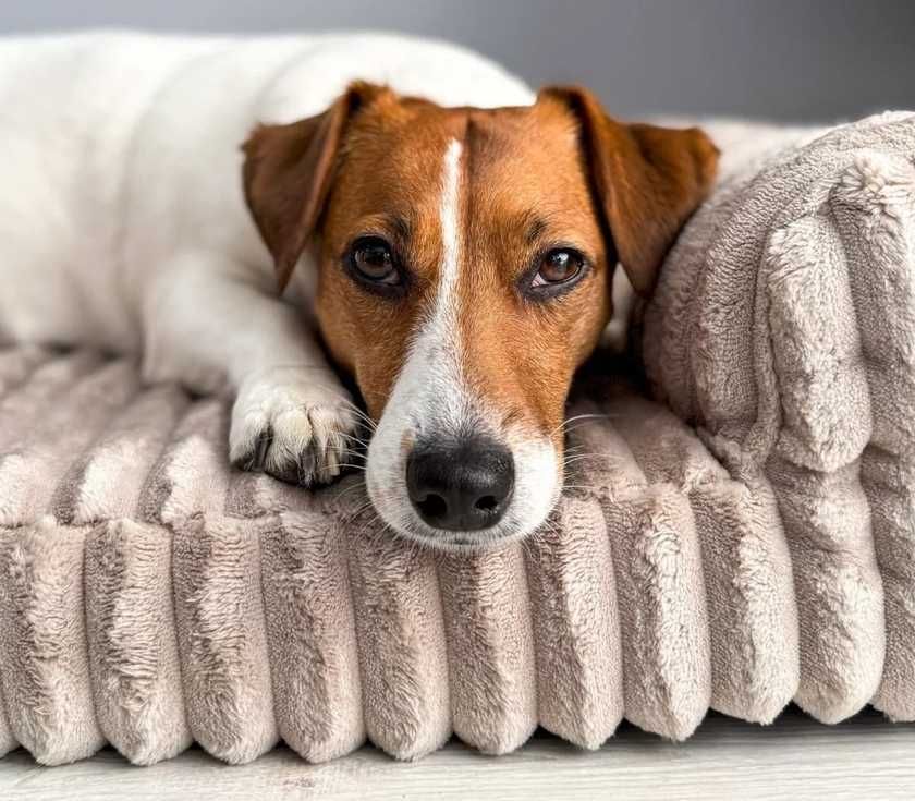 Sofa legowisko dla psa