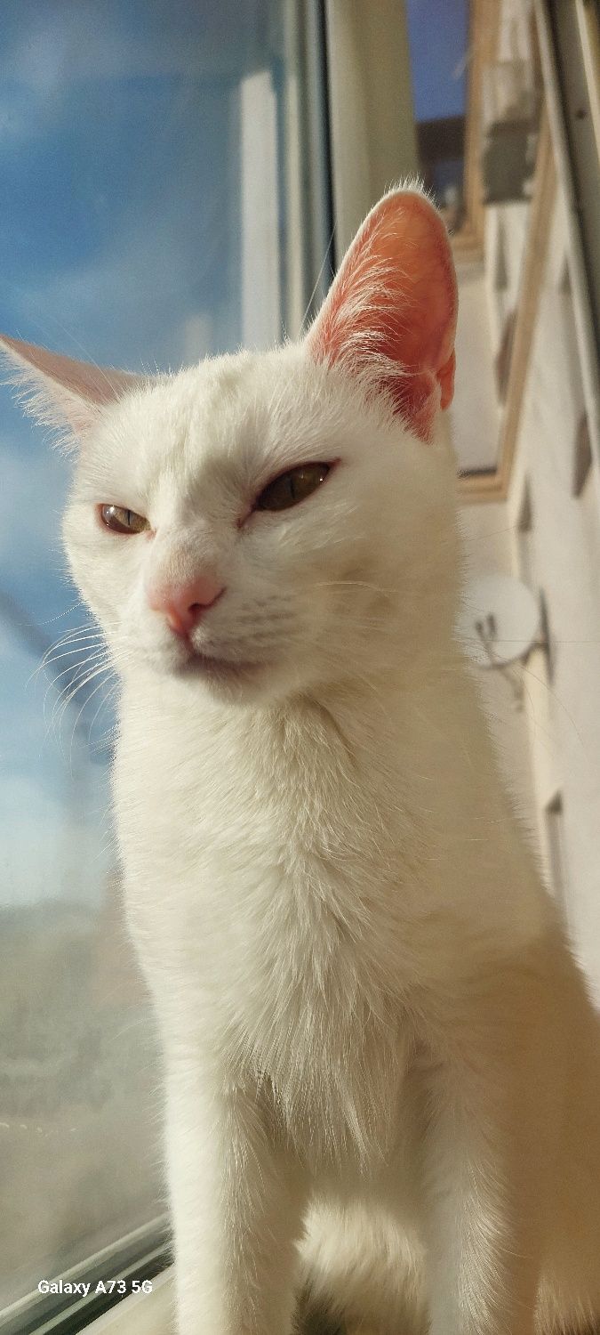 Грумінг собак, котиків . Стрижка ,купання.