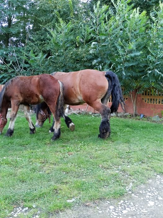 Sprzedam klacz zimnokrwista