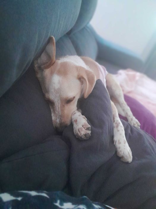 Bebe linda de 2 anos para doar