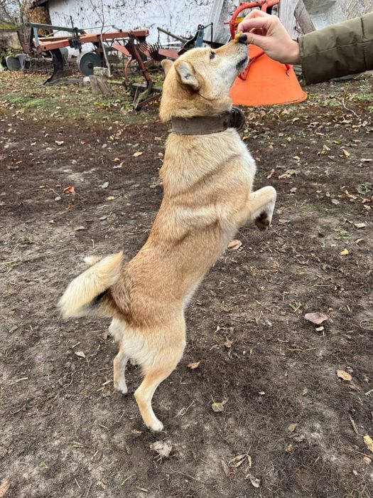 Собачка шукає дім!!!