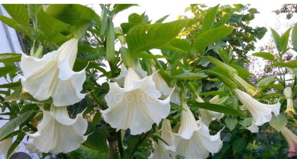Бругмансія. Датура. Бругмансия. Гліцинія. Глицинія. Глицыния.