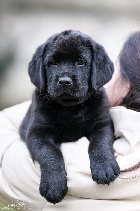 Цуценя лабрадора з розплідника