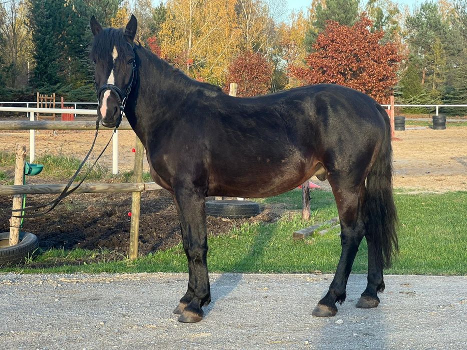 Kuc 4lata D grupa 147cm