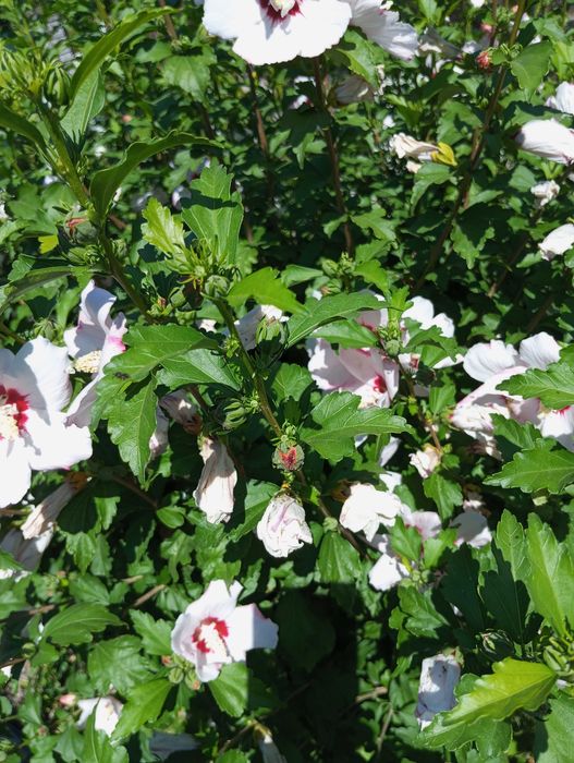 Продам саженцы гибискуса.,2 вида.