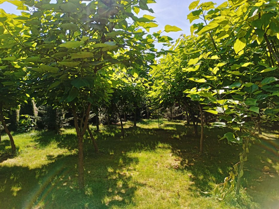 Surmia katalpa drzewo