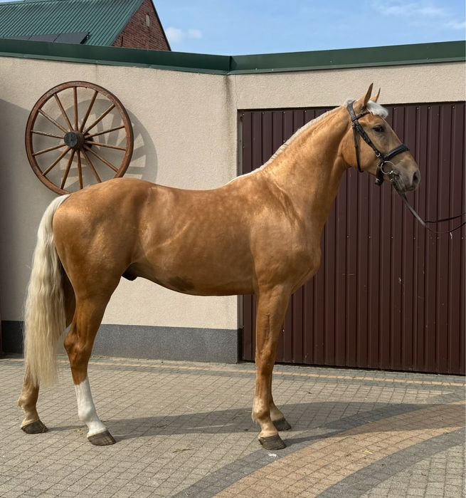 Wałach izabel 2.5 roku