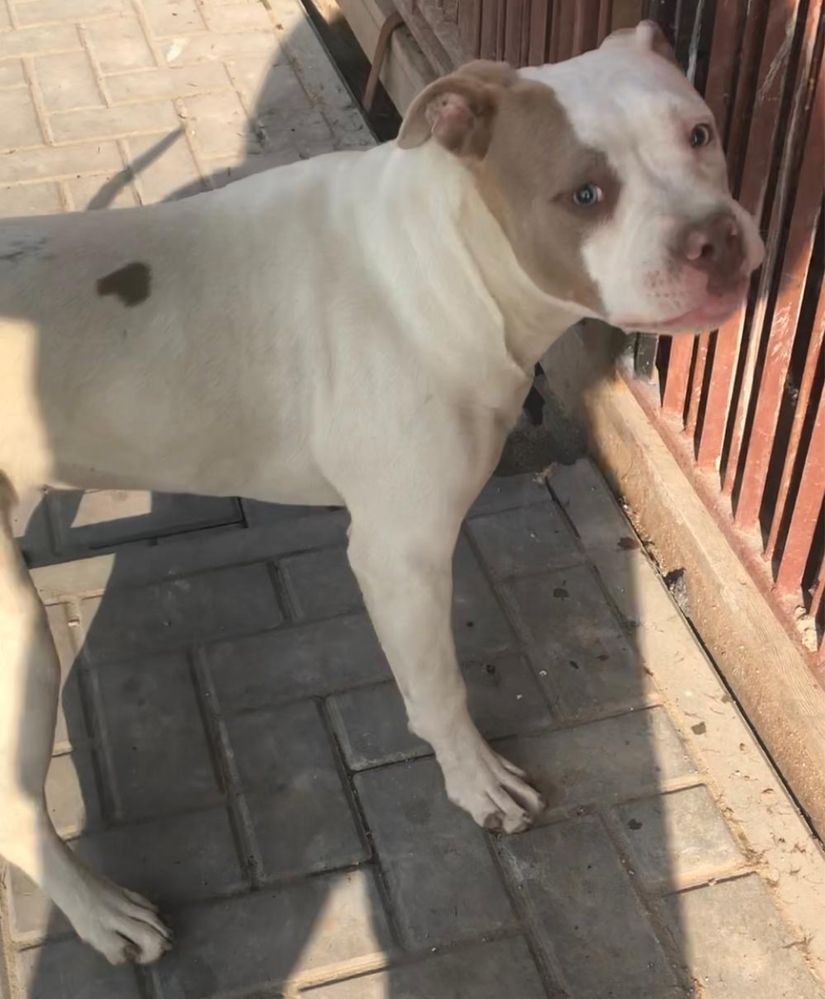 Sprzedam American Bully