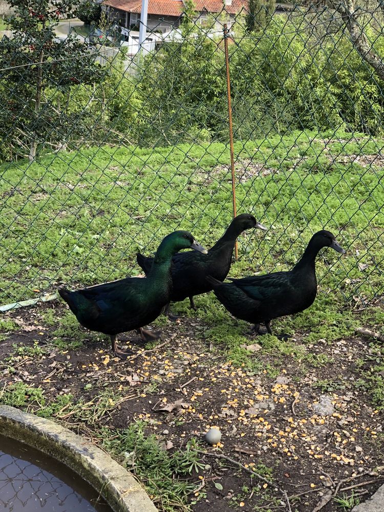 Ovos de pato cayuga