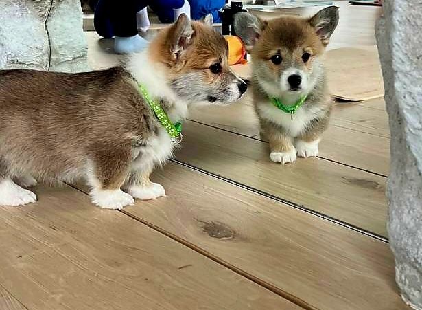 Цуценята Коргі КСУ