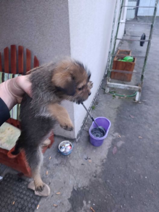 Віддам цуциків в добрі руки