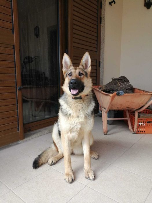 Pastora Alemã para adopção responsável.