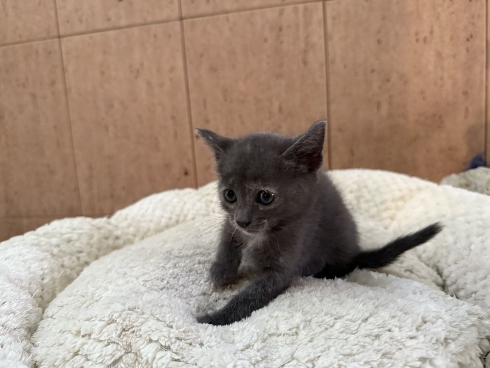 RESERVADA- Gatinha Femea para adoptar