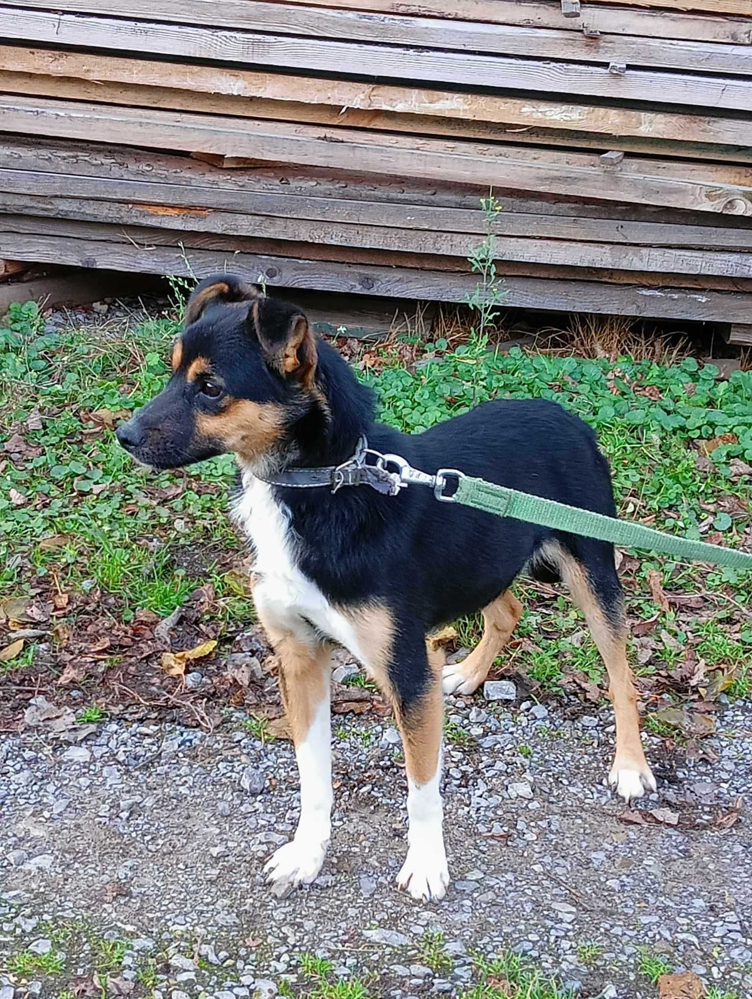 Drobniutki kochany pies szuka domu