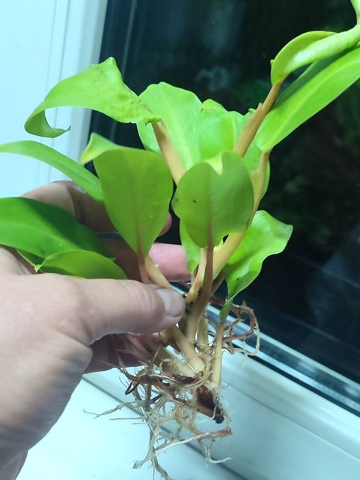 Филодендрон лимонный, комнатный цветок, комнатное растение