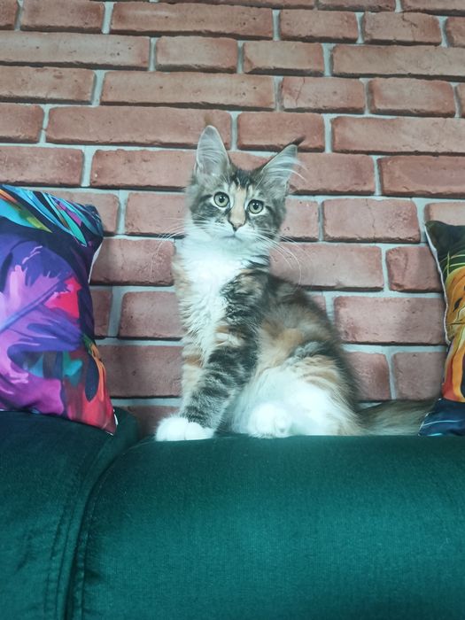 Piękna koteczka Maine Coon