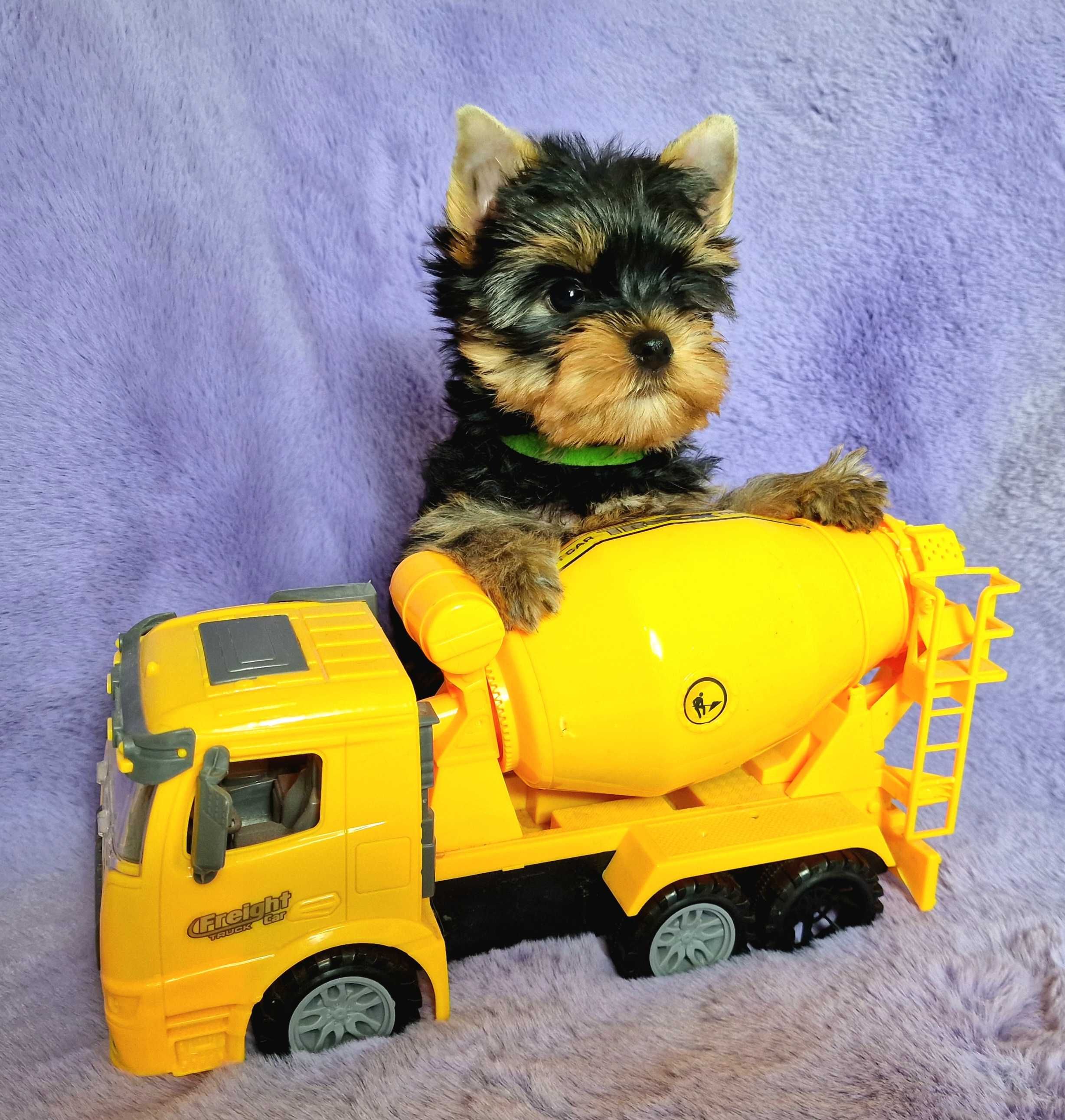 York - Yorkshire terrier - jedyny PRAWDZIWY RODOWÓD ZKwP (FCI)