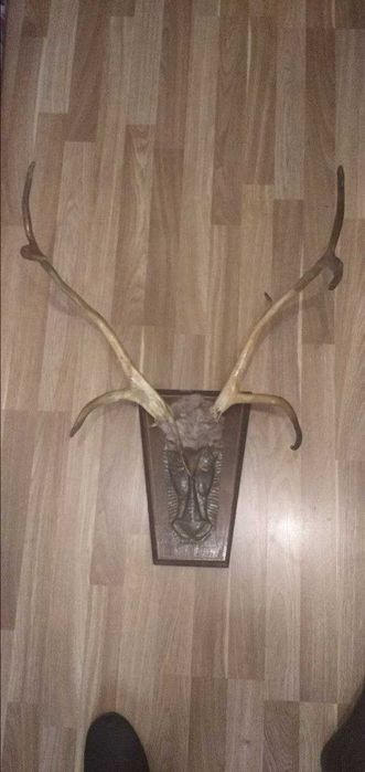 рога оленя.с чеканкой
