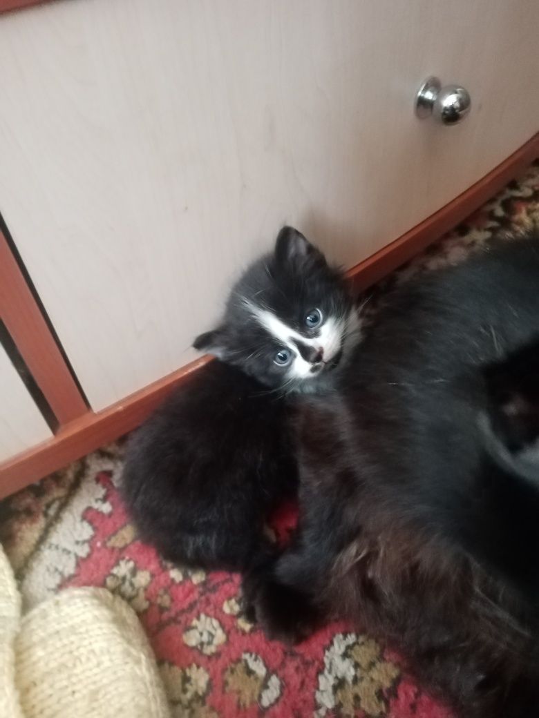 Котята отдам в очень добрый дом