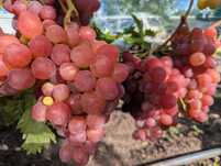 Продам виноград домашній