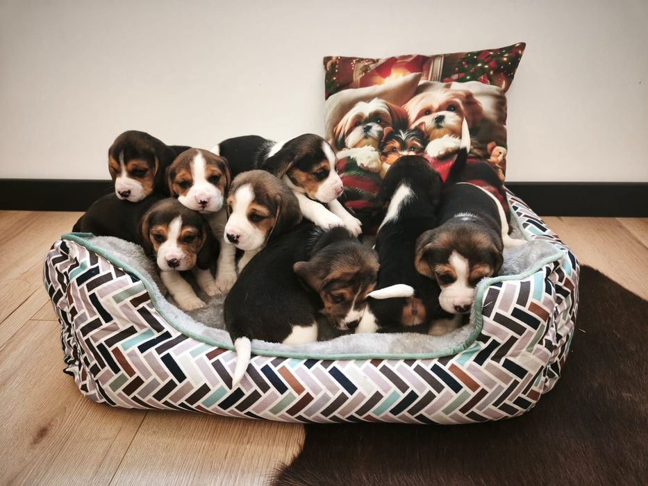 Beagle Tricolor piękny
