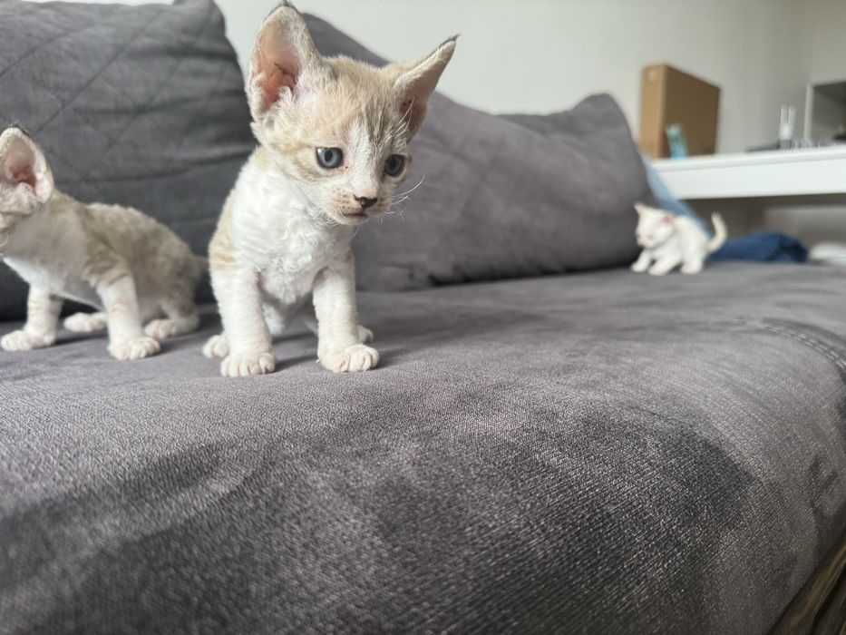 Śliczne kocięta Devon Rex - Słodka Jagoda*PL