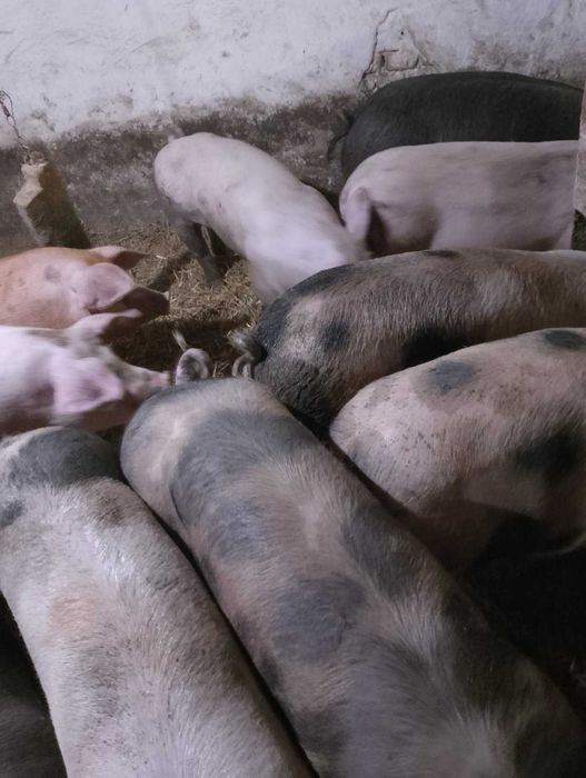 Продам свині живою вагою