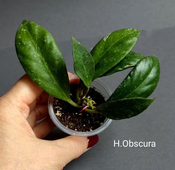 Хойя. Вкорінені Juannguoana,SilverMoon,lyiChina,Elliptica,Finlaysonii