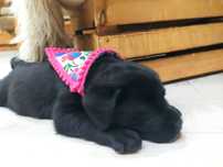 Labrador  czarna suczka