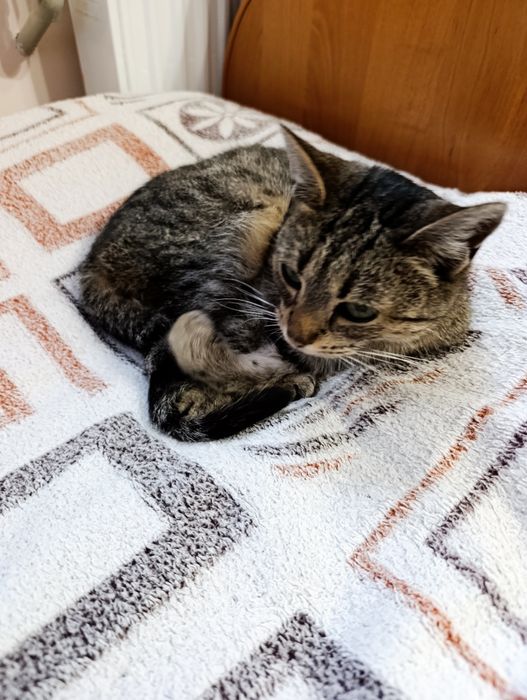 Маленька кішечка шукає родину