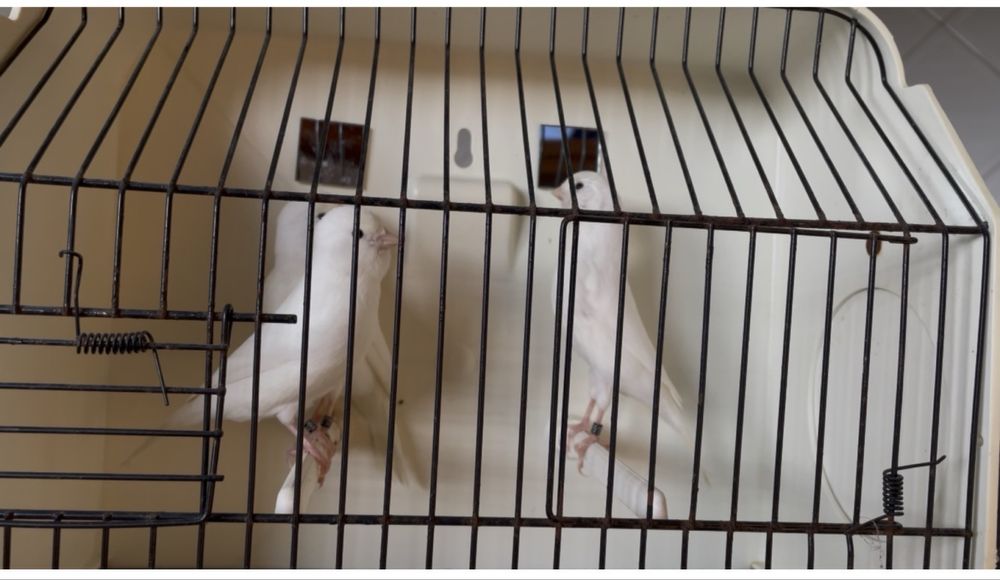 Canario branco recisivo