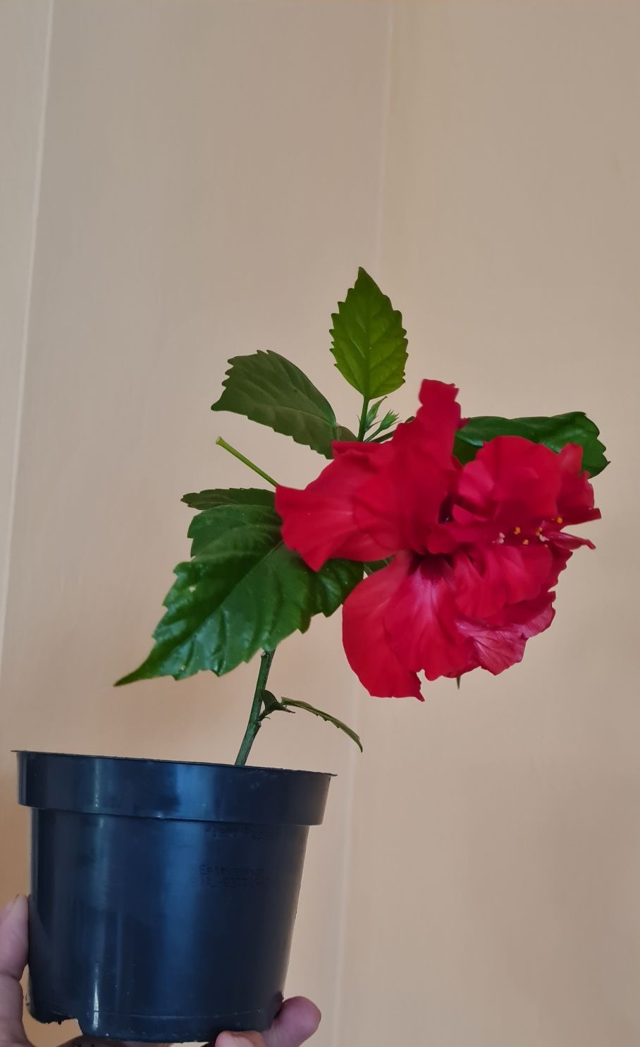 Hibiskus czerwony piękny młody kwiatek