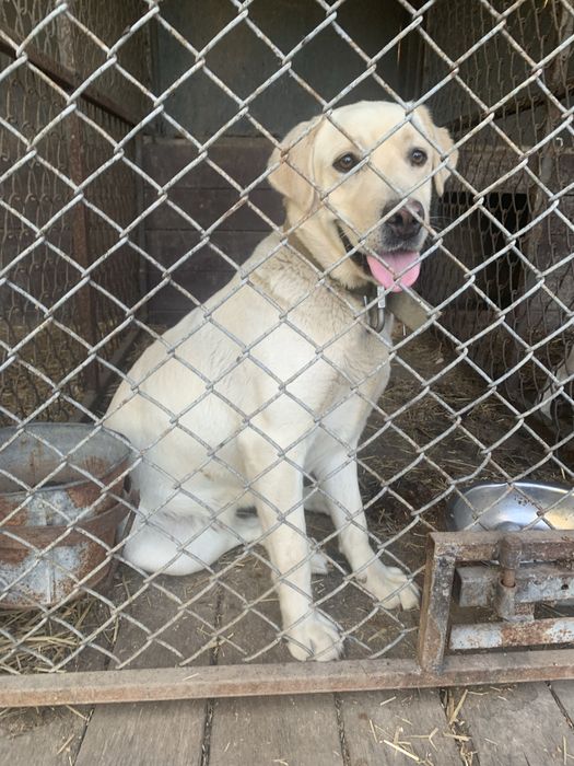 Продам дівчинку Лабрадора