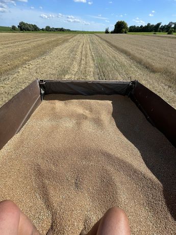 Продам пшеницу урожай 2022 года