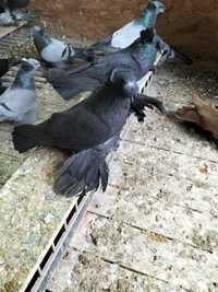 Turkoty niemieckie dwuczube gołębie ozdobne