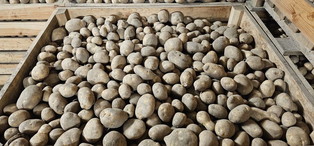 Ziemniaki Lilly, Jurek