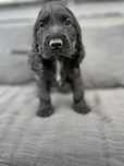 Cocker spaniel angielski badania genetyczne czarny