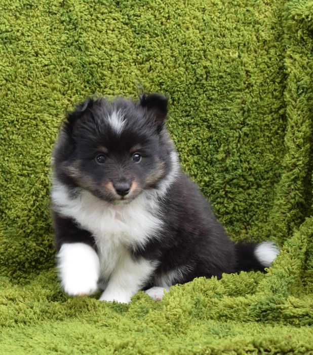 Owczarek szetlandzki sheltie z metryką ZKwP/ FCI