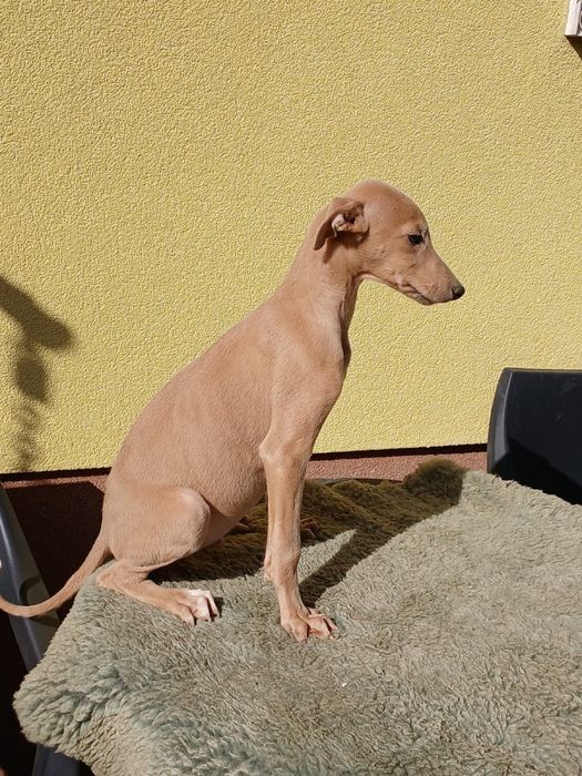 Chart Angielski Greyhound śliczny piesek