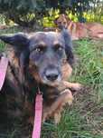 Tissaia piękna, delikatna, zagubiona iskierka ADOPCJA