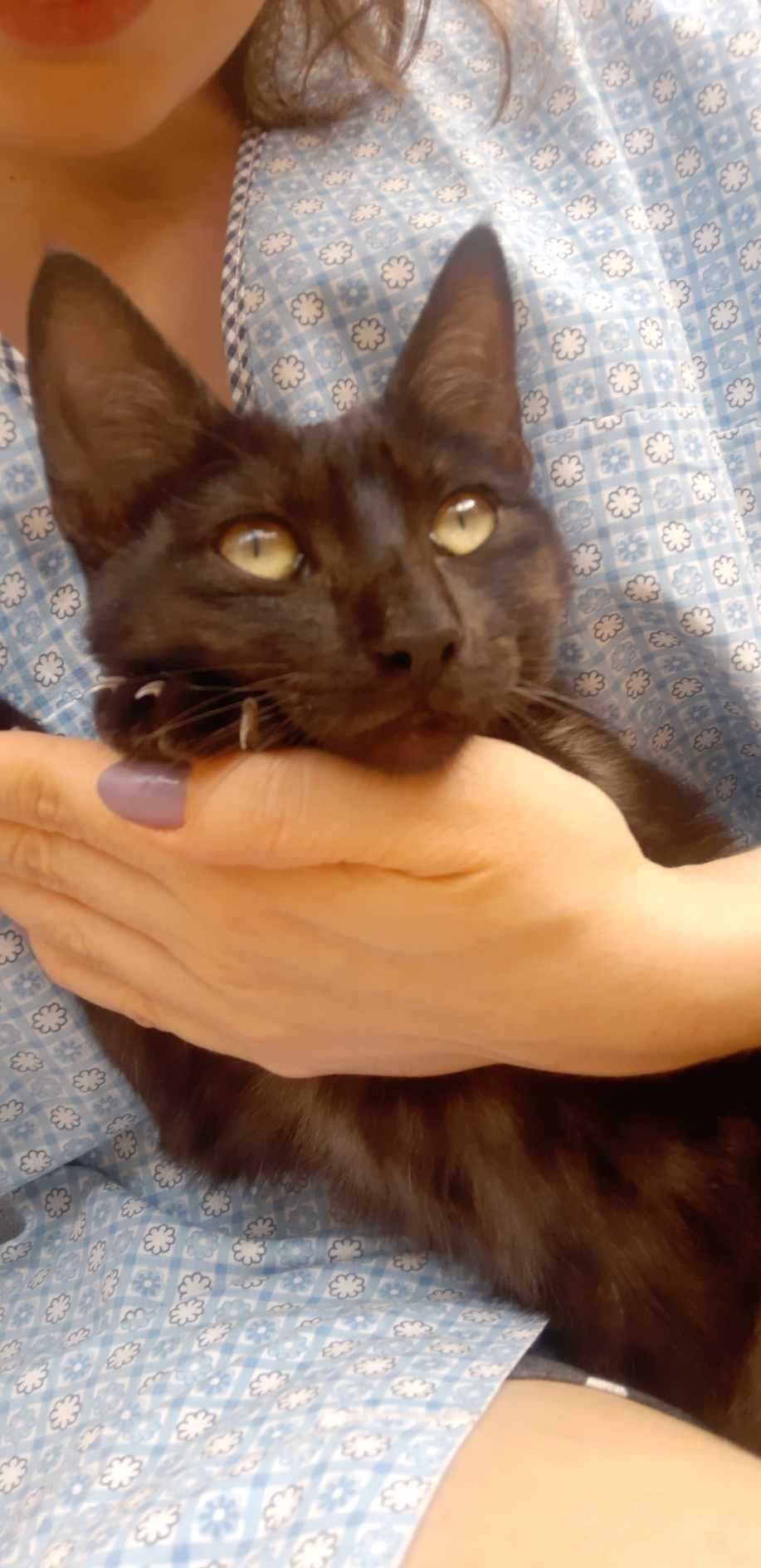 Gatinha para adopção responsável