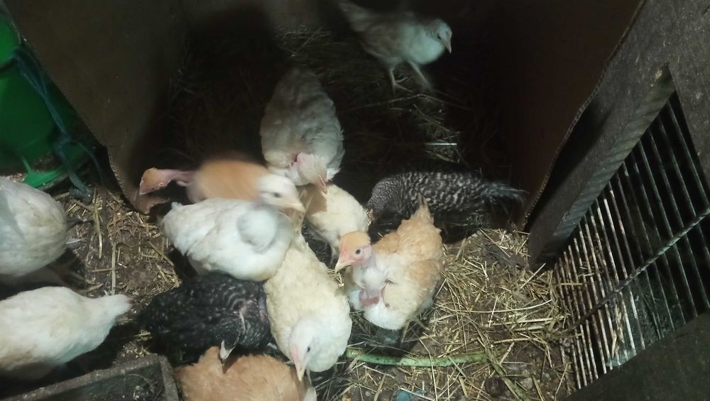 Galinhas - bando de aves jovens, pedrês e branca portuguesa