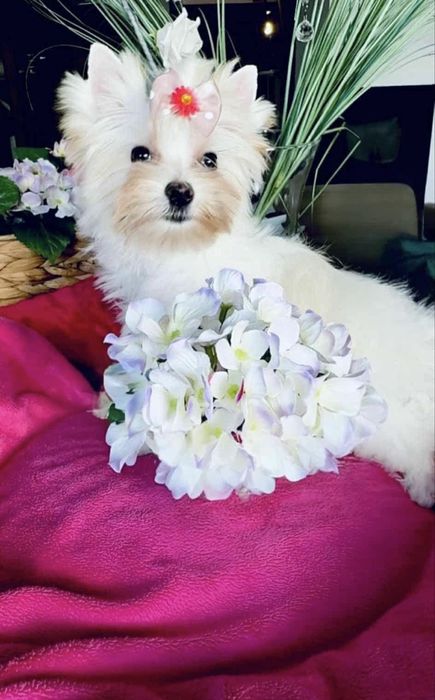 Yorkshire Terrier white gold sunia 2,3-2,5 kg