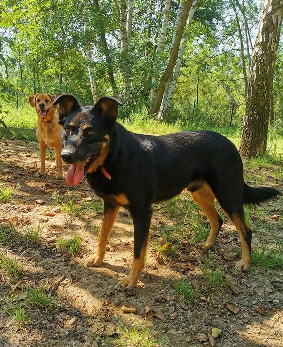 Tango-czeka na dom..