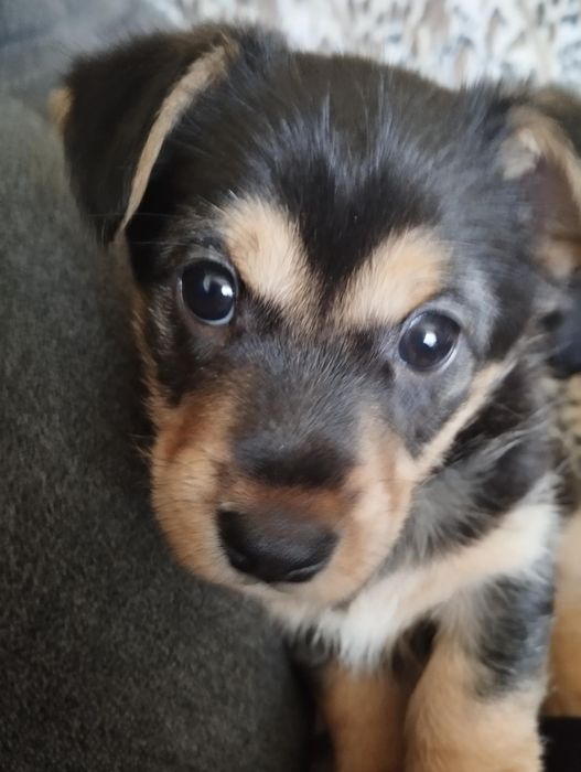 Szczeniak suczka oddam za darmo